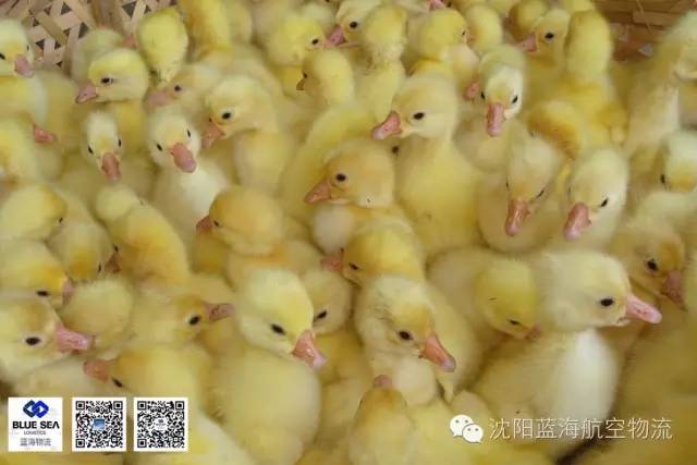 雏苗运输 